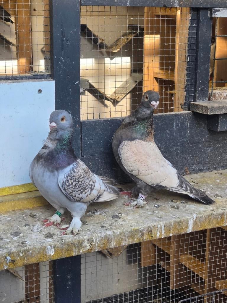 Sirdaiven, Dieren en Toebehoren