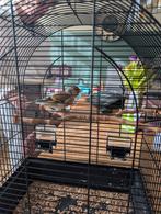 Kruising putter en kanarie European goldfinch mannetje, Mannelijk