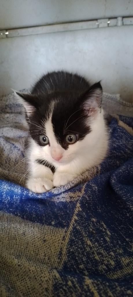 kitten, Dieren en Toebehoren, Kater, Ontwormd, 0 tot 2 jaar