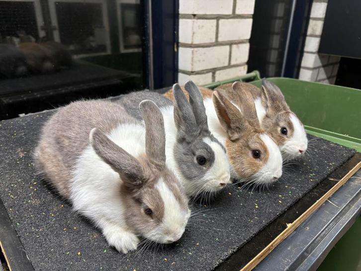 Raskonijnen: Hollander, Gouwenaar, kl Zilver, Kl Lotharinger, Dieren en Toebehoren, Konijnen, Klein, Meerdere dieren, 0 tot 2 jaar