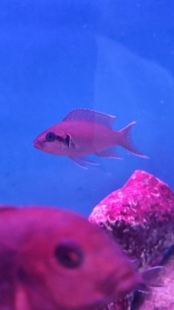 Princess van burundi, Dieren en Toebehoren, Vissen | Aquariumvissen, Vis