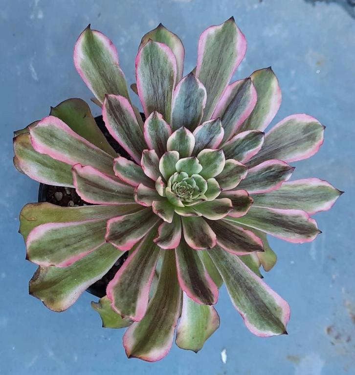 Aeonium Lotus, Huis en Inrichting, Kamerplanten, Vetplant, Minder dan 100 cm, Bloeiende kamerplant, Halfschaduw, Ophalen of Verzenden