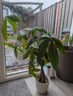 Pachira Aquatica geldboom, Ophalen, Halfschaduw, Minder dan 100 cm