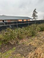 Oleanders, Ophalen, Overige soorten, Volle zon