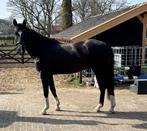 Zwarte ruin met vier witte benen en een bles, Dieren en Toebehoren, Paarden, Met stamboom, Ruin, Dressuurpaard, Onbeleerd