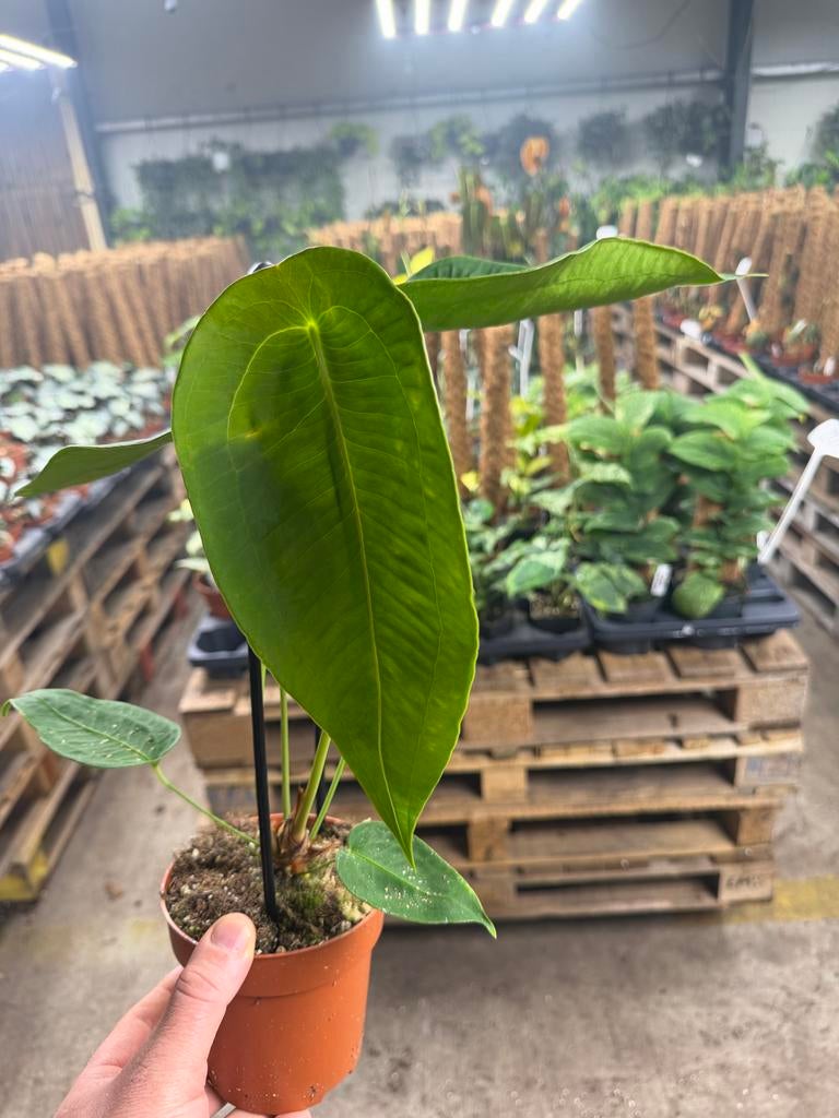 Anthurium peltigerum - Zeldzame Aroid in 12 cm pot, Ophalen of Verzenden