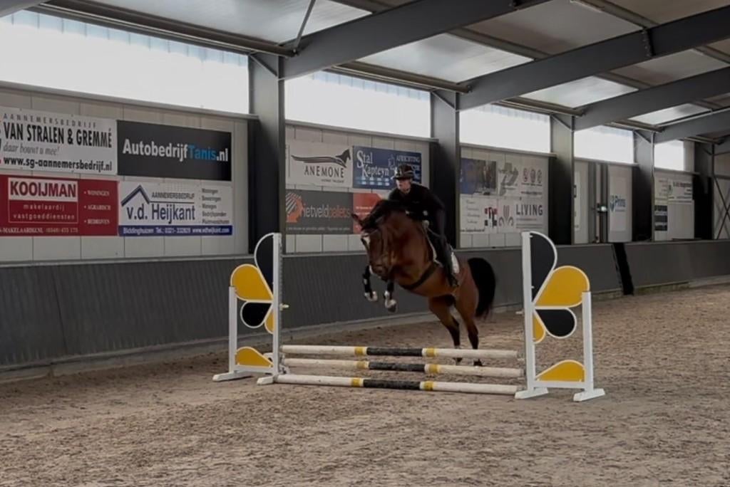 Te koop: Prachtige, talentvolle merrie (v Kaiman), Dieren en Toebehoren, Paarden, Merrie, Springpaard, 3 tot 6 jaar, 165 tot 170 cm