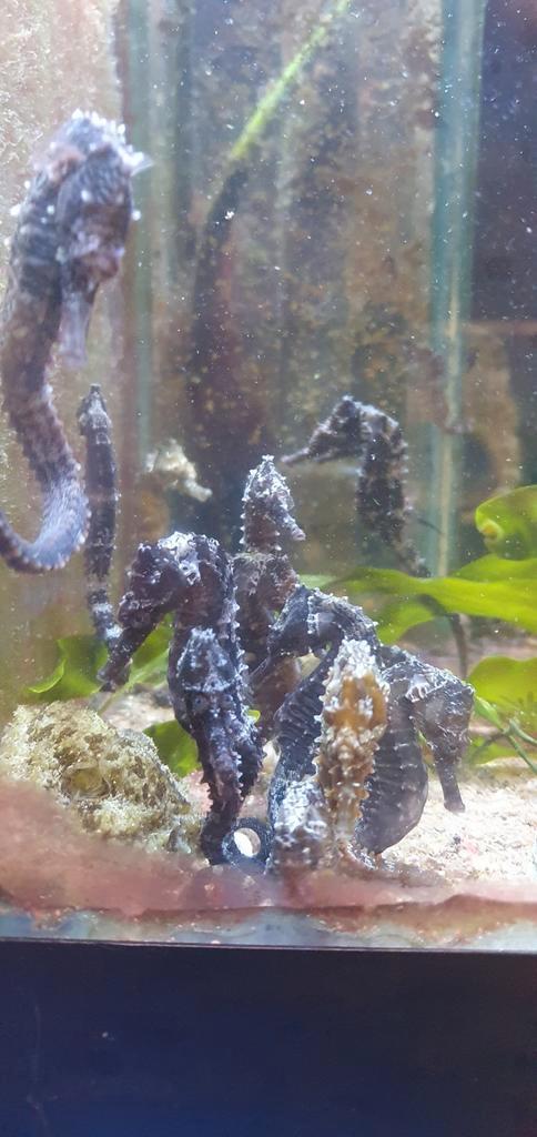 Aquarent/ zeeaquarium/ zeepaardjes/ hippocampus, Dieren en Toebehoren, Vissen | Aquariumvissen, Zoutwatervis, Overige typen, Schoolvis