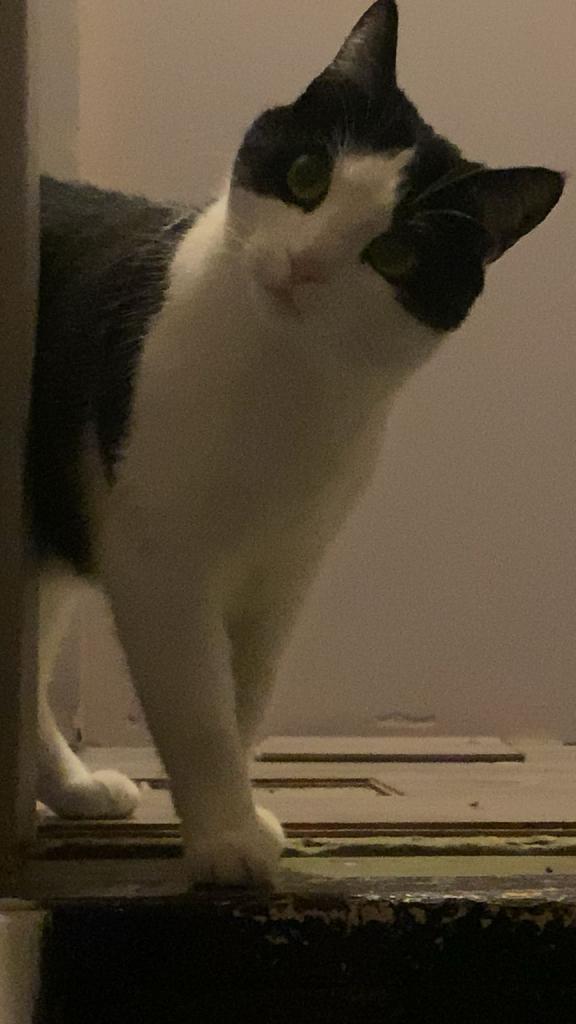 Sparta (6 jaar) poes, Dieren en Toebehoren, Katten en Kittens | Overige Katten, Poes, Kortharig, 6 jaar of ouder