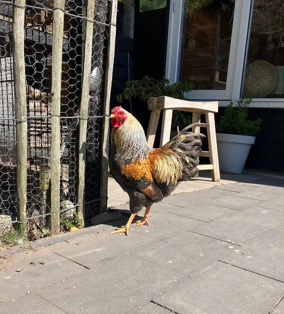Jonge Wyandotte krielhaan prachtige kleur!, Dieren en Toebehoren, Pluimvee, Mannelijk, Kip