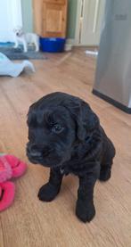 leuke pups Golden Retriever x Duitse Staande kruising, Dieren en Toebehoren, Parvo, 8 tot 15 weken, Groot, Meerdere