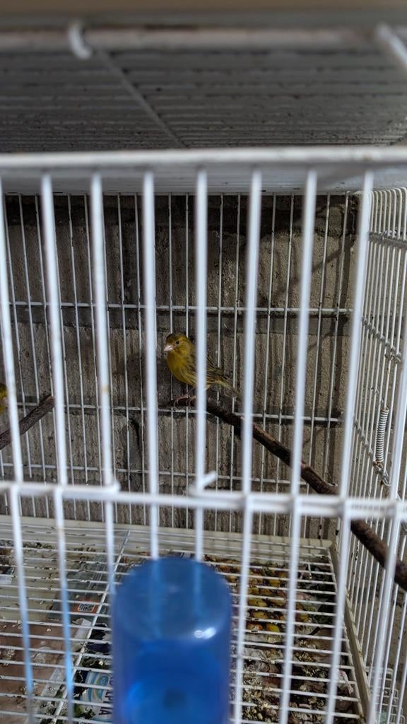 Kanaries raza van  rood en zwart popen, Dieren en Toebehoren, Vogels | Kanaries