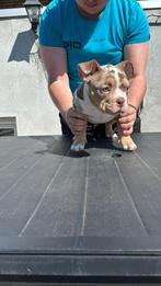 Micro reutje van micro ouders !!!!choco merle tricolor, België, Particulier, 8 tot 15 weken, Parvo