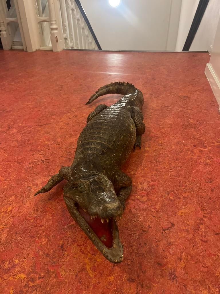 Opgezette Krokodil/Kaaiman, Ophalen of Verzenden, Gebruikt, Reptiel of Amfibie, Opgezet dier