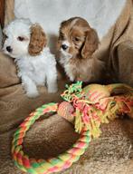 Cavapoo pups maltipoo, Dieren en Toebehoren, Honden | Chihuahua's en Gezelschapshonden, Nederland, 8 tot 15 weken, Meerdere, Fokker | Professioneel