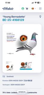 Postduif jong / piepers, Mannelijk, Postduif