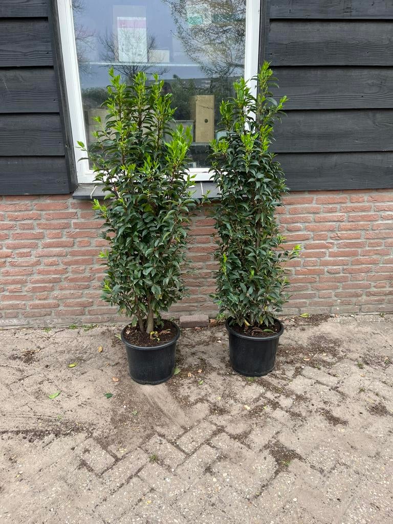 Portugese laurier - ACTIEPRIJS - Diverse maten, Tuin en Terras, Planten | Struiken en Hagen, Ophalen, Laurier, Haag, 100 tot 250 cm