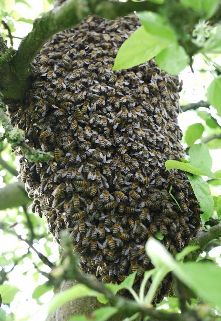 Bijen / BIJENZWERM gratis, Bijen