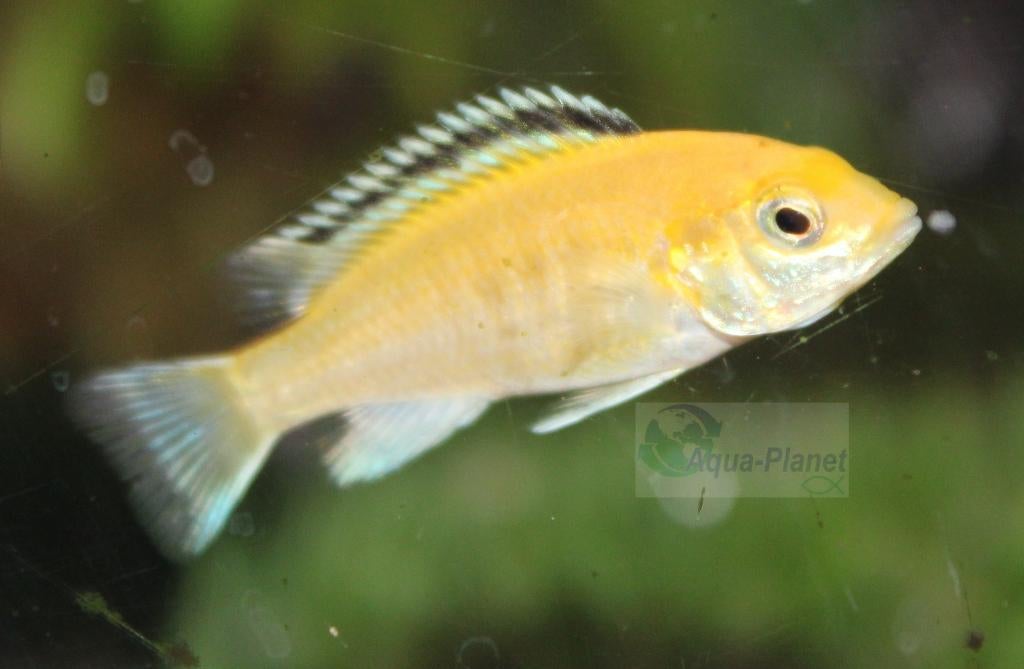 Labidochromis sp. Yellow, Dieren en Toebehoren, Vissen | Aquariumvissen, Vis, Zoetwatervis