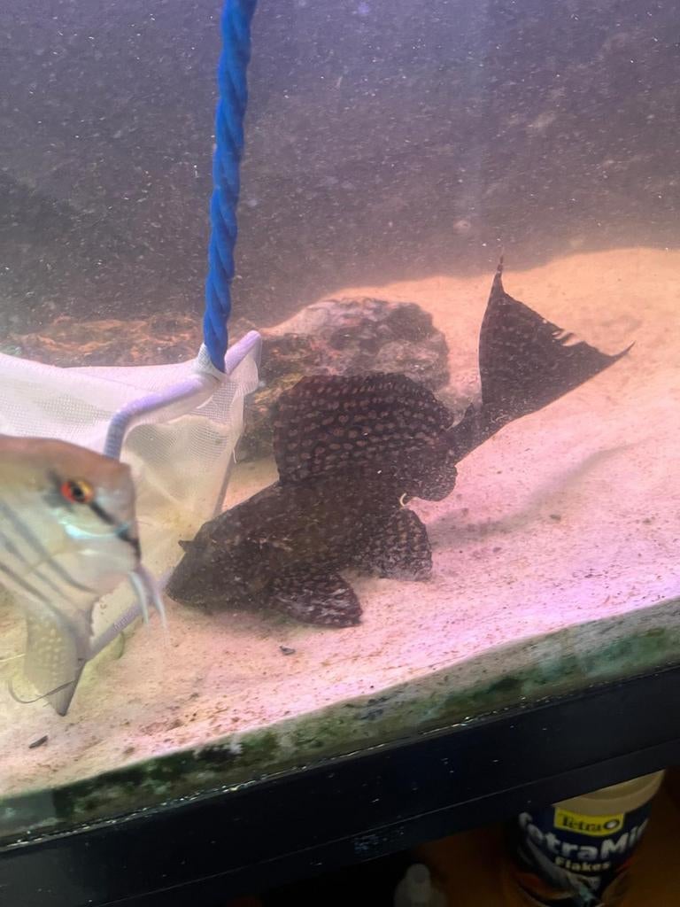 Grote pleco, Dieren en Toebehoren, Vissen | Aquariumvissen