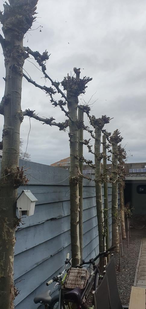 Leibomen gratis, Tuin en Terras, Planten | Bomen, Bloeit niet, Leiboom, Ophalen of Verzenden, 100 tot 250 cm