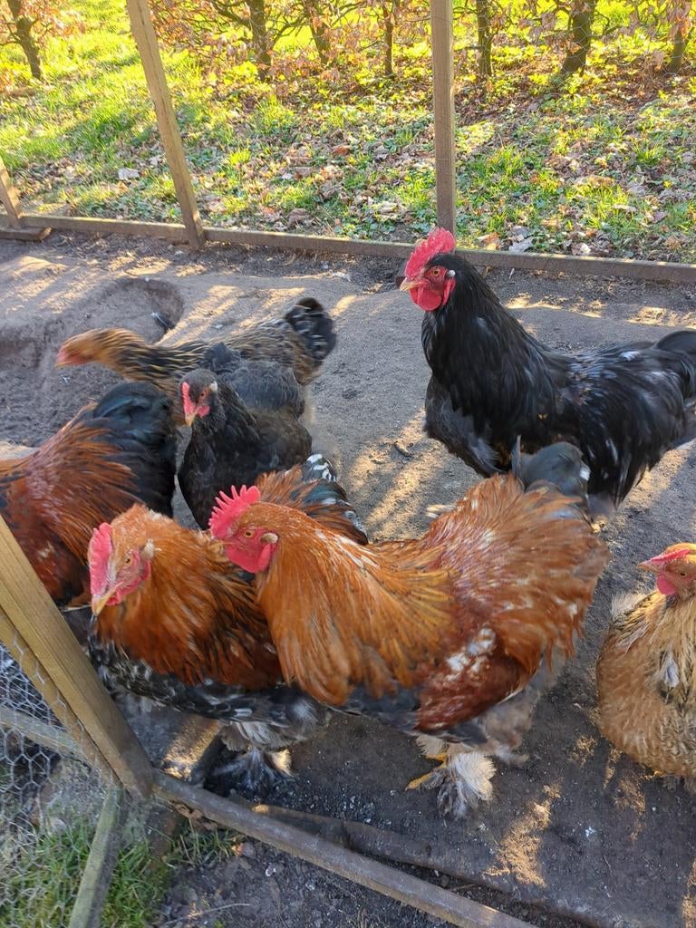 Cochin hanen, Dieren en Toebehoren, Pluimvee, Mannelijk, Kip