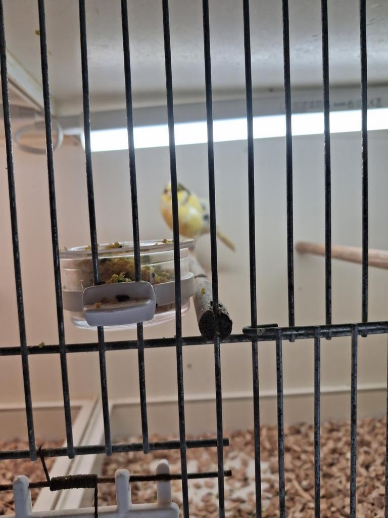 Te koop pop  florino kanarie, Dieren en Toebehoren