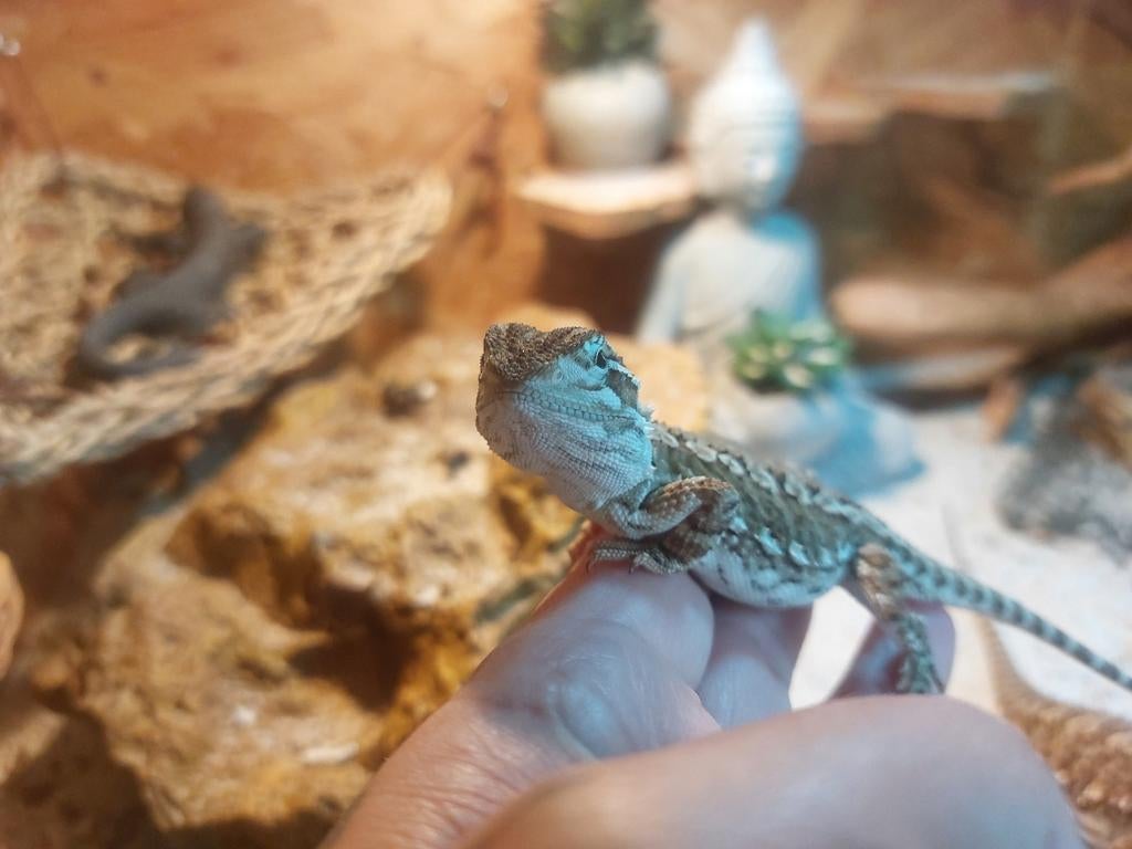 Dwergbaardagaam man Bearded Dragon - male for sale from La