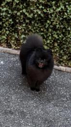 Klein Vrolijk Pomeranian Reutje, 1 tot 2 jaar, Eén hond, Nederland, Particulier