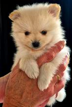 Dwergkeesjes (pomeriaantjes)  3 reutjes en 2 teefjes., Parvo, Keeshond, 8 tot 15 weken, Meerdere