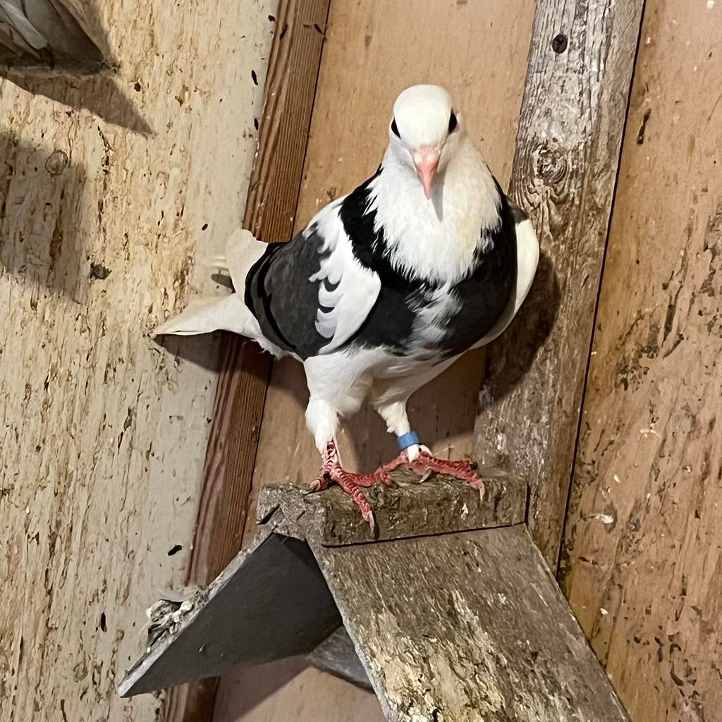 Iraanse duiven, Dieren en Toebehoren, Meerdere dieren, Postduif