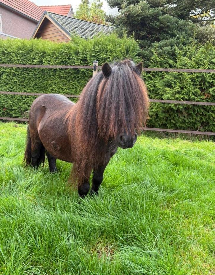2 Shetlanders te koop, Dieren en Toebehoren, Pony's, Hengst, Niet van toepassing, A pony (tot 1.17m), 3 tot 6 jaar, Met stamboom