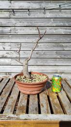 Vijg (Ficus carica) pre-bonsai, Ophalen, Volle zon, Vaste plant, Bloeit niet