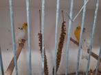 Prachtige Raza Kanarie geringd natuurbroed., Dieren en Toebehoren, Vogels | Overige Vogels, Mannelijk, Geringd