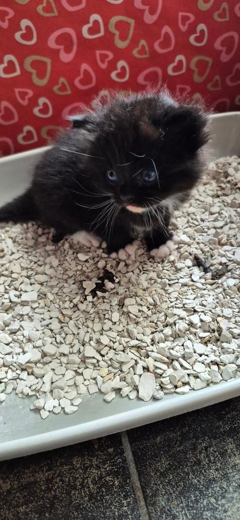 Erg sociale Ragdoll X kittens, Meerdere dieren