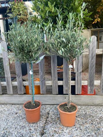 Leuke Mooie olijfboom olijfbomen Olea Europaea P21 H110 cm beschikbaar voor biedingen