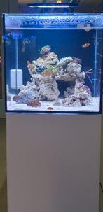 Aquarent/ zeeaquarium/ zoutwater aquarium/aquarium, Dieren en Toebehoren, Ophalen, Zo goed als nieuw, Gevuld zeewateraquarium