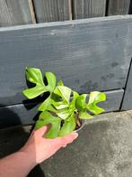 Rhaphidophora tetrasperma variegated (3), Huis en Inrichting, Kamerplanten, Overige soorten, Minder dan 100 cm, Groene kamerplant