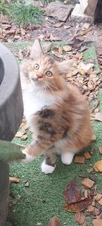 Prachtige Maine Coon kittens 😻😺💞💓🩵, Dieren en Toebehoren, Katten en Kittens | Raskatten | Langhaar, Meerdere dieren, Ontwormd
