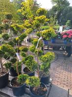 Cupressocyparis Gold Rider multi bol vormsnoei tuin bonsai, Bloeit niet, Overige soorten, 100 tot 250 cm, Ophalen