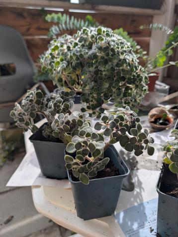 Geworteld Vetplant - Tree of Love 💕 beschikbaar voor biedingen