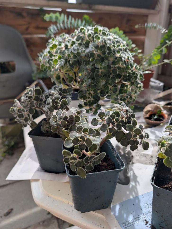 Geworteld Vetplant - Tree of Love 💕, Tuin en Terras, Planten | Tuinplanten, Vaste plant, Overige soorten, Halfschaduw, Bloeit niet
