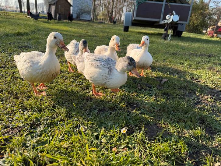 Oud-Hollandsche kwakers, Dieren en Toebehoren, Pluimvee, Eend, Geslacht onbekend