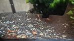L144 Ancistrus Longfin algeneter vis aquarium vissen, Dieren en Toebehoren, Vis