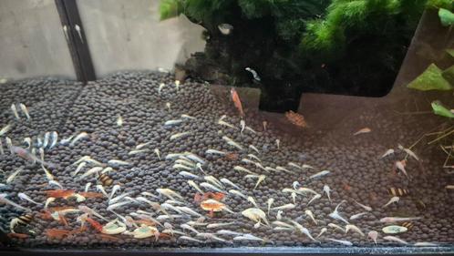 L144 Ancistrus Longfin algeneter vis aquarium vissen, Dieren en Toebehoren, Vissen | Aquariumvissen, Vis
