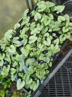 24x brunnera jack frost, Zomer, Vaste plant, Ophalen