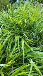 Hakonechloa macro nicolas, Ophalen, Zomer, Siergrassen, Volle zon