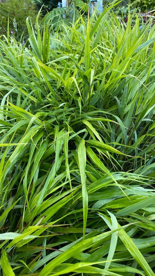 Hakonechloa macro nicolas, Tuin en Terras, Planten | Tuinplanten, Siergrassen, Volle zon, Zomer, Ophalen
