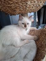 Nog 2 Ragdoll kitten katers met stamboom Choc mogen weg, Dieren en Toebehoren, Katten en Kittens | Raskatten | Langhaar, Meerdere dieren