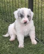 De mooiste, slimste en liefste kruising..echt uniek!, 8 tot 15 weken, Meerdere, Meerdere dieren, Middel